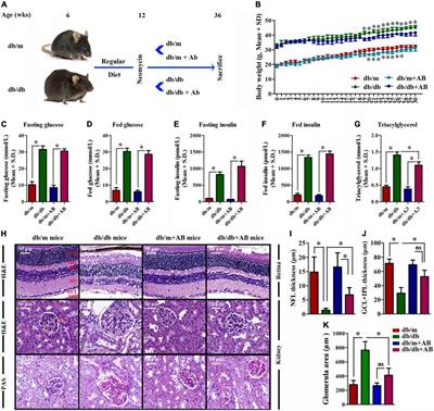 Gut microbiota dysbiosis as an inflammaging condition that regulates obesity-related retinopathy and nephropathy